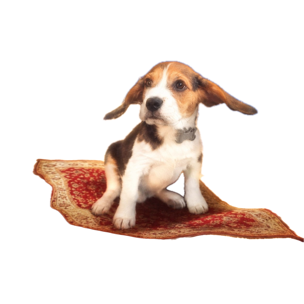A beagle puppy sitting on a small Persian carpet in the sky